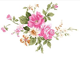 粉色鲜花绽放