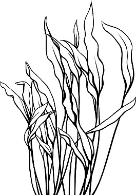 向量的热带植物