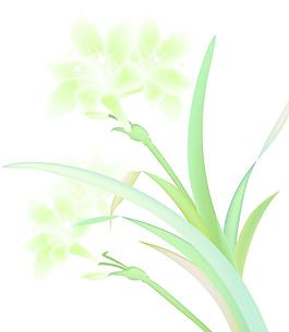 百合花