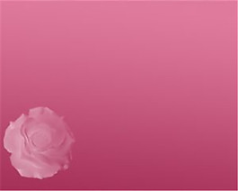 粉红花蕾背景模板