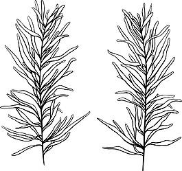 向量的热带植物