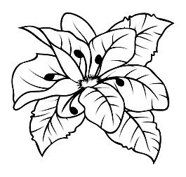 野生花卉图样矢量
