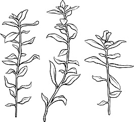 向量的热带植物