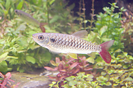 石油鱼