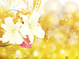 在模糊的背景下白色的百合花