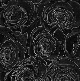 黑玫瑰背景图片 黑玫瑰背景素材 黑玫瑰背景模板免费下载 六图网