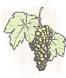 葡萄矢量图