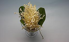 金针菇
