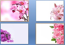 君子兰