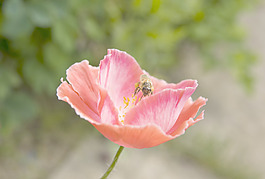 蜜蜂对红色的罂粟