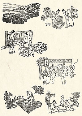 古代制茶工艺线描画矢量素材