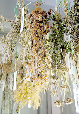 草本植物