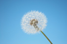 蓝色的天空背景的蒲公英