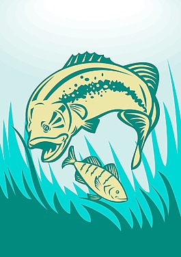 大口黑鲈捕食鲈鱼