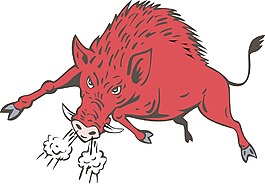 野猪跳