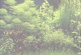 64439_玻璃贴图_鱼缸贴