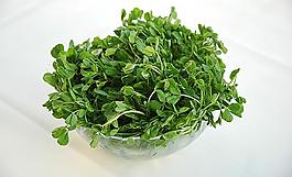 豆苗