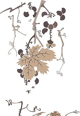线描葡萄