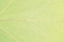 64748_肌理油彩_生物理