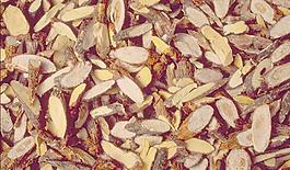 64816_肌理油彩_生物理