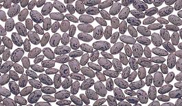 64826_肌理油彩_生物理