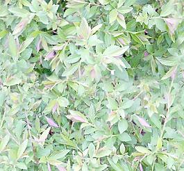 31839_自然材质_草地