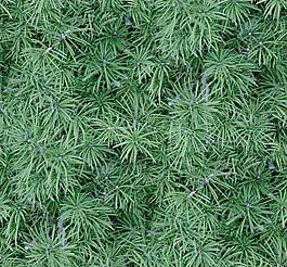 31842_自然材质_草地