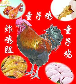 童子鸡
