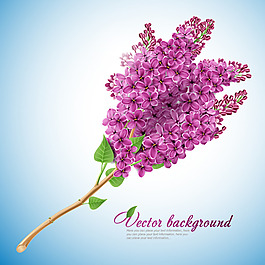 紫色丁香花矢量图