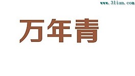 万年青