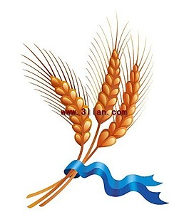 麦穗