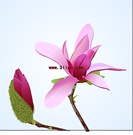 紫色花朵素材