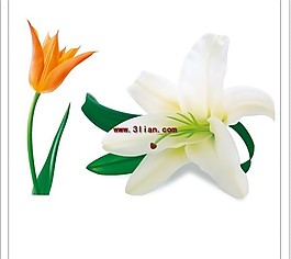 百合花