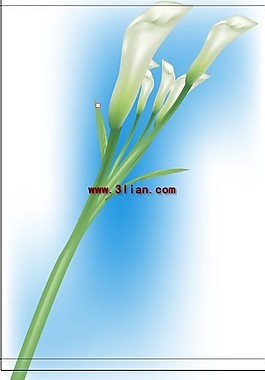 百合花