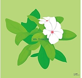 茉莉花