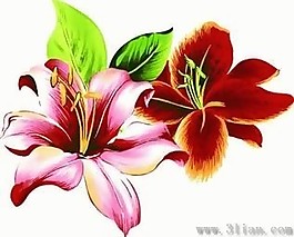 百合花