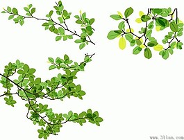 绿色植物