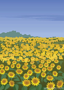 满山菊花