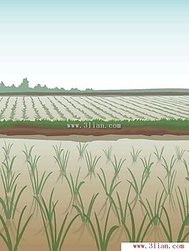 田野