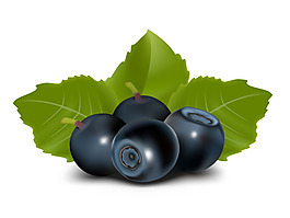 新鲜水果矢量图下载