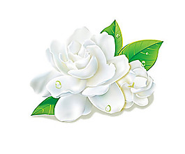 茉莉花矢量素材