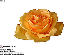 黄色玫瑰花矢量素材