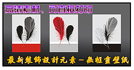 最新装饰设计无框画壁纸羽毛