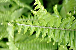 花草微距