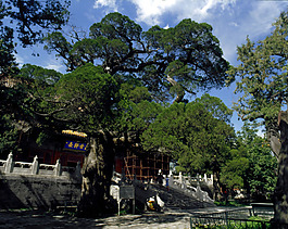 北京故宫图片参天古木明清建筑围栏蓝天白云