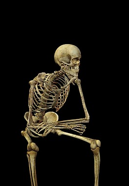 人体骨骼结构图片 人体骨骼结构素材 人体骨骼结构模板免费下载 六图网
