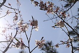 樱花烂漫