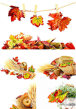 秋天黄叶图片素材