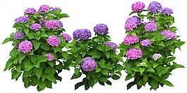 无背景效果图后期花草素材