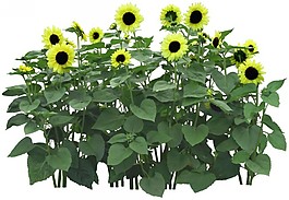 园艺设计效果图后期素材